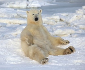 Polar_Bear_relaxing.jpg