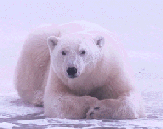 Go Bears!
